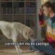 ¿Por qué tu perro no es rebelde? Reenfocando la corrección y la comunicación canina
