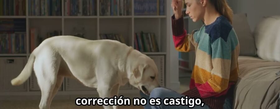 ¿Por qué tu perro no es rebelde? Reenfocando la corrección y la comunicación canina