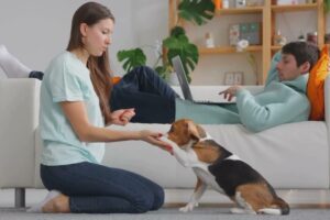 Entre instinto y aprendizaje: La verdadera naturaleza del comportamiento canino