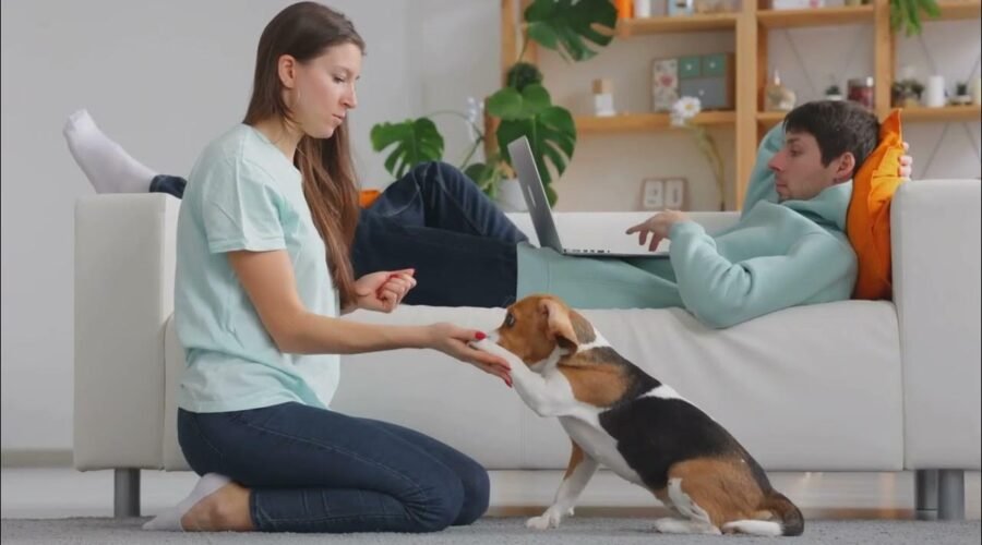 Entre instinto y aprendizaje: La verdadera naturaleza del comportamiento canino