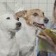 No todos ladran igual: Descubriendo el temperamento único de cada perro