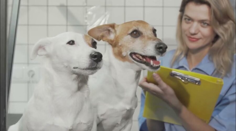No todos ladran igual: Descubriendo el temperamento único de cada perro