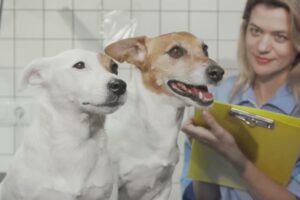 No todos ladran igual: Descubriendo el temperamento único de cada perro