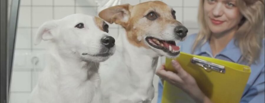 No todos ladran igual: Descubriendo el temperamento único de cada perro