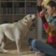 Lo que tu perro no te cuenta: pequeñas historias detrás de su comportamiento