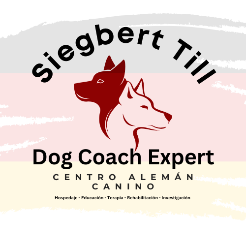 2. Dog Coach 360: una filosofía más allá del refuerzo positivo