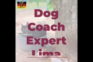 Dog Coach Expert Lima: Mi Aventura en la Educación y Soluciones Caninas del Centro Canino Alemán