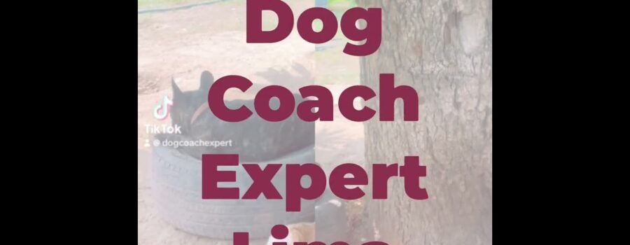 Dog Coach Expert Lima: Mi Aventura en la Educación y Soluciones Caninas del Centro Canino Alemán