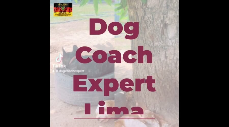 Dog Coach Expert Lima: Mi Aventura en la Educación y Soluciones Caninas del Centro Canino Alemán
