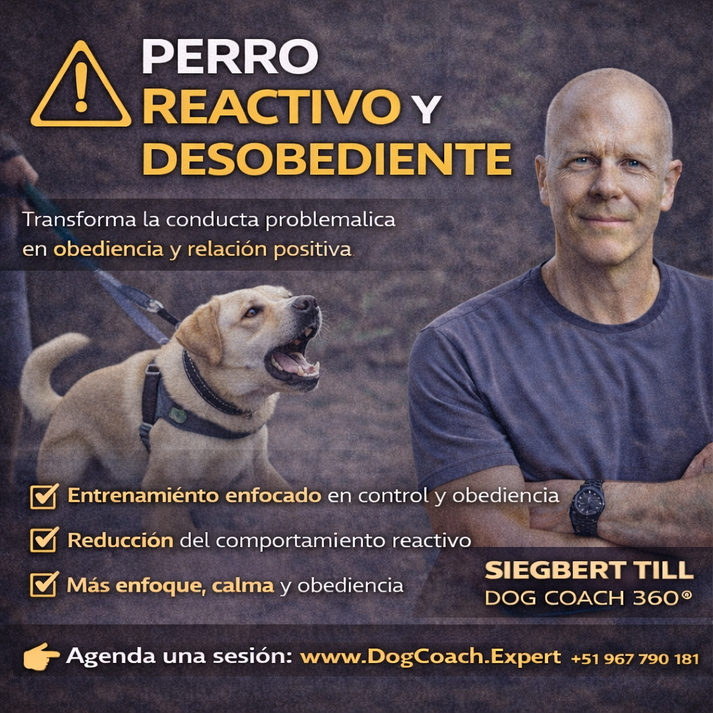 Servicios Premium que Marcan la Diferencia en Dog Coach Expert