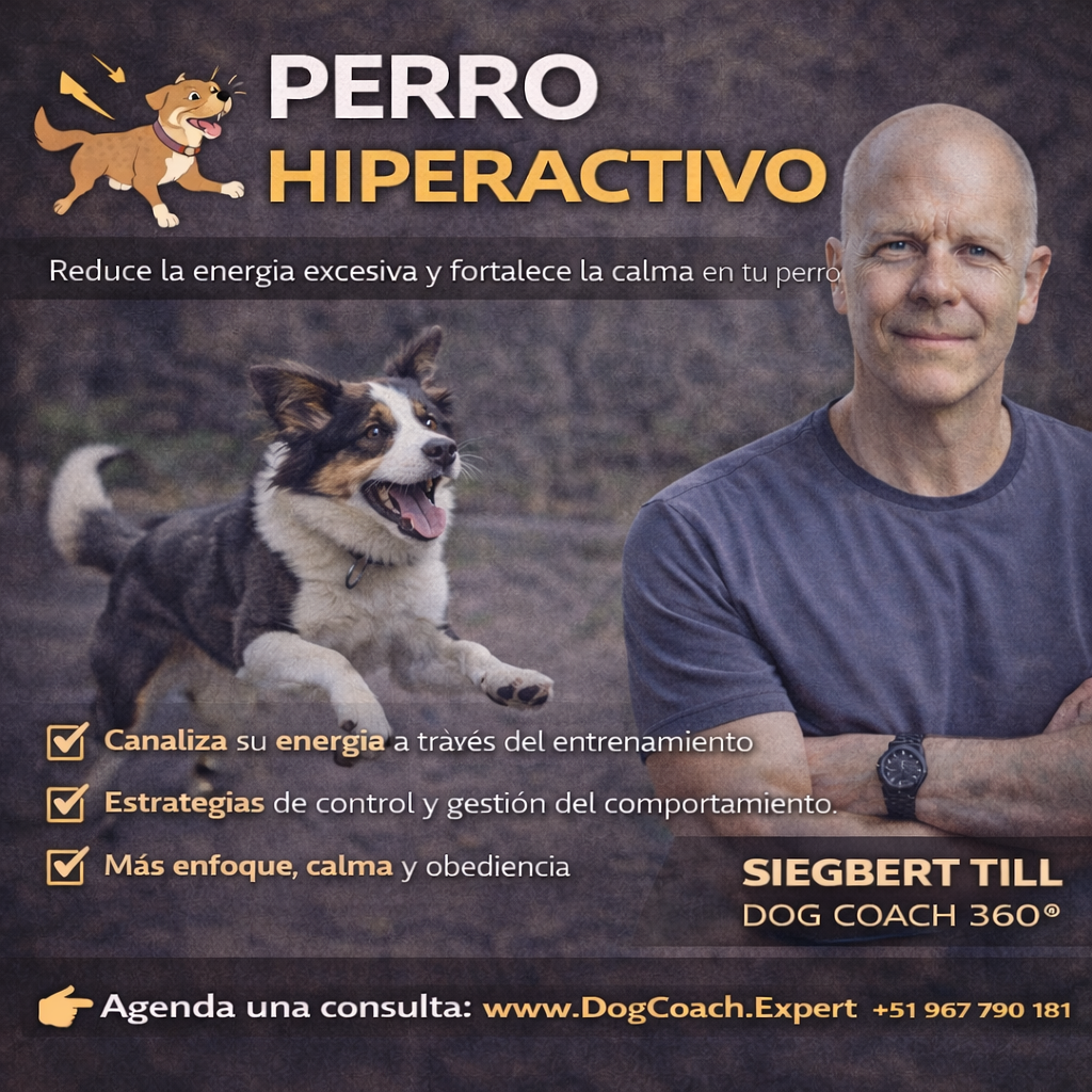 5. Soluciones a problemas comunes (reactividad, miedo, ansiedad)