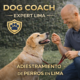Dog Coach 360: perros profesores y educación real