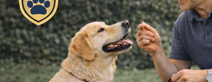 Dog Coach 360: perros profesores y educación real