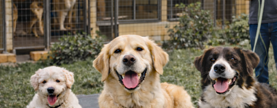 Pasear perros: 5 errores comunes y cómo evitarlos