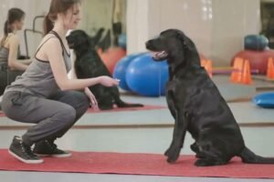 Secuencia Estímulo-Respuesta-Consecuencia en el Adiestramiento Canino