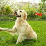 Dog paw and human hand doing a handshake, outdoors