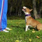 Educación y Entrenamiento Canino Moderno: Un Análisis SWOT Completo Con la aparición de nuevas metodologías basadas en la psicología animal y el refuerzo positivo, los dueños de perros tienen más herramientas que nunca para educar a sus mascotas de manera efectiva.